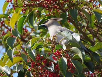 Sun, 2/21/2021 Birding report at 神奈川県