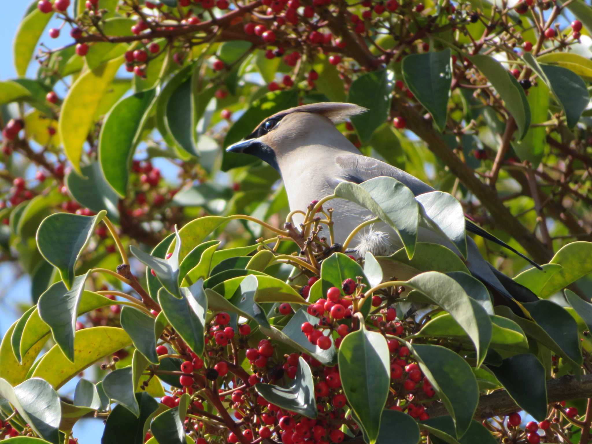 Photo of Bohemian Waxwing at 神奈川県 by もー