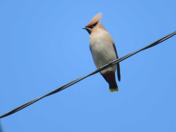 Bohemian Waxwing 神奈川県 Sun, 2/21/2021