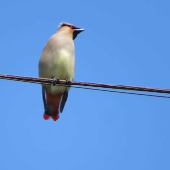 Japanese Waxwing 神奈川県 Sun, 2/21/2021