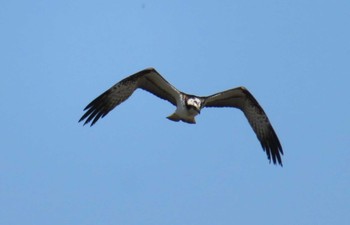 Osprey 神奈川県 Sun, 2/21/2021