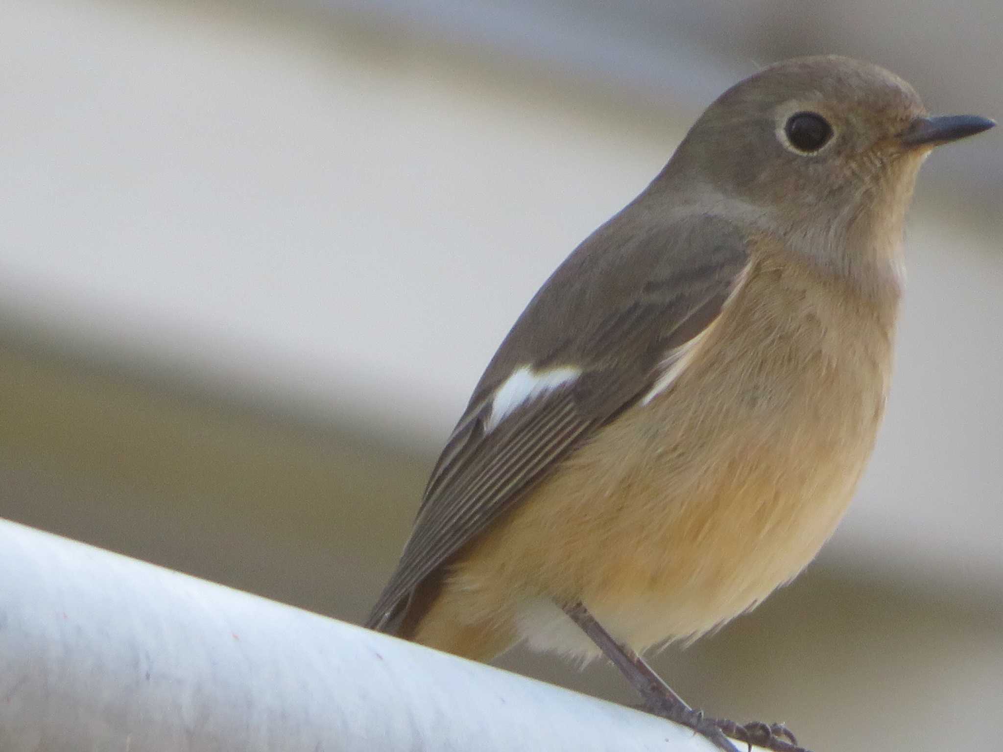 神奈川県 ジョウビタキの写真 by もー