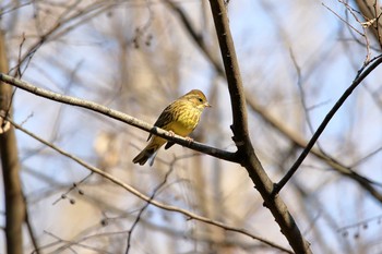 Masked Bunting Shinjuku Gyoen National Garden Sat, 1/7/2017