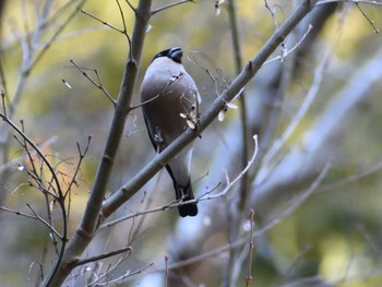 ウソ 岩屋堂公園 2021年2月22日(月)