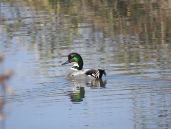 Sun, 2/21/2021 Birding report at 久喜菖蒲公園