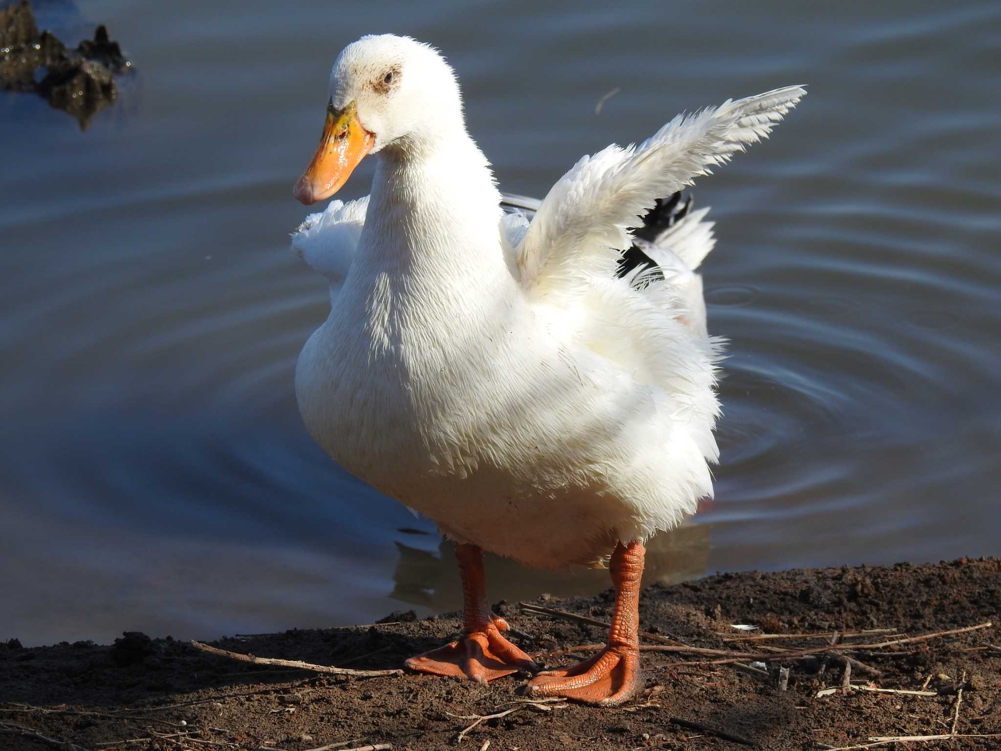 Domestic duck