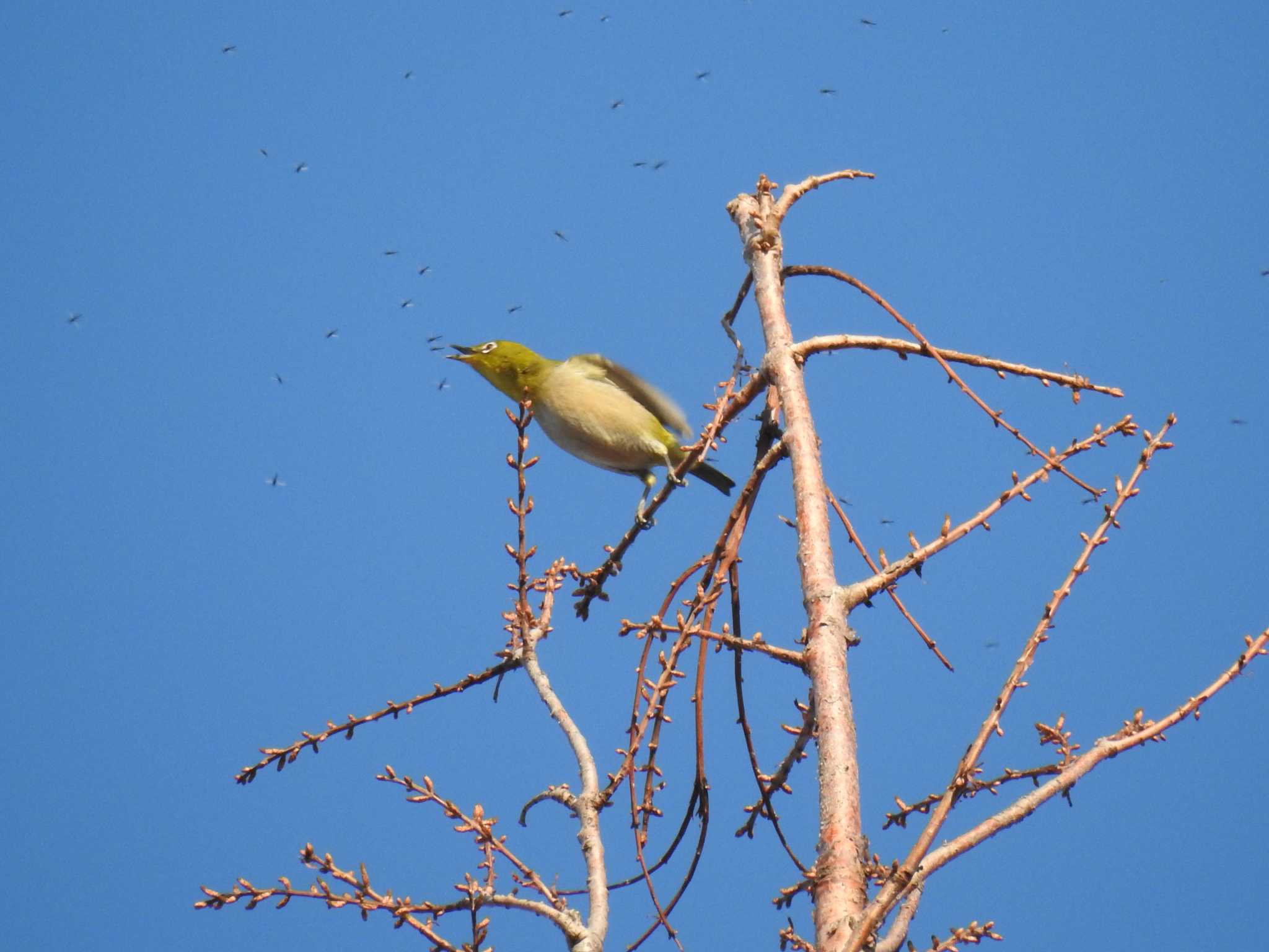 Warbling White-eye