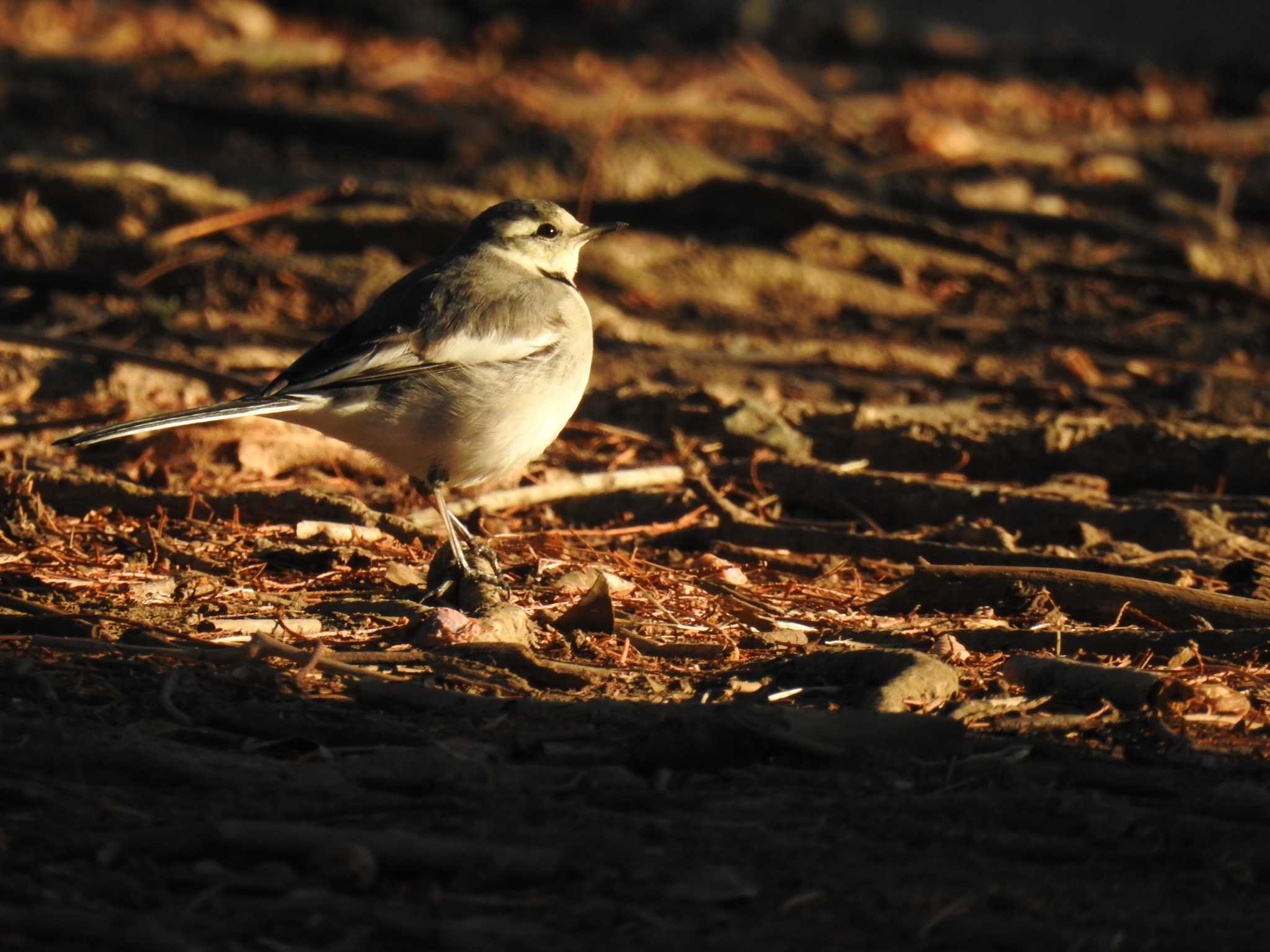 White Wagtail