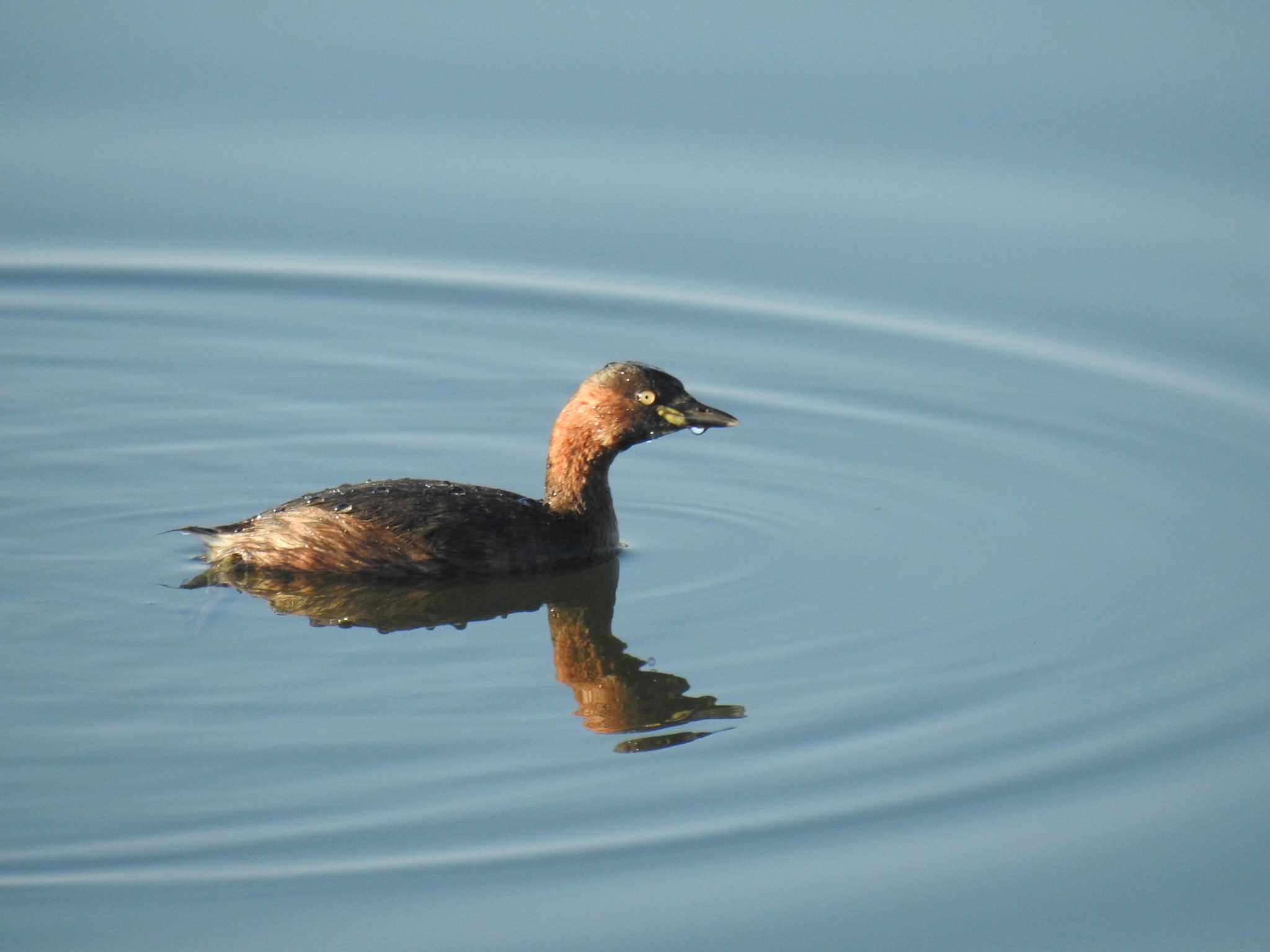 Little Grebe