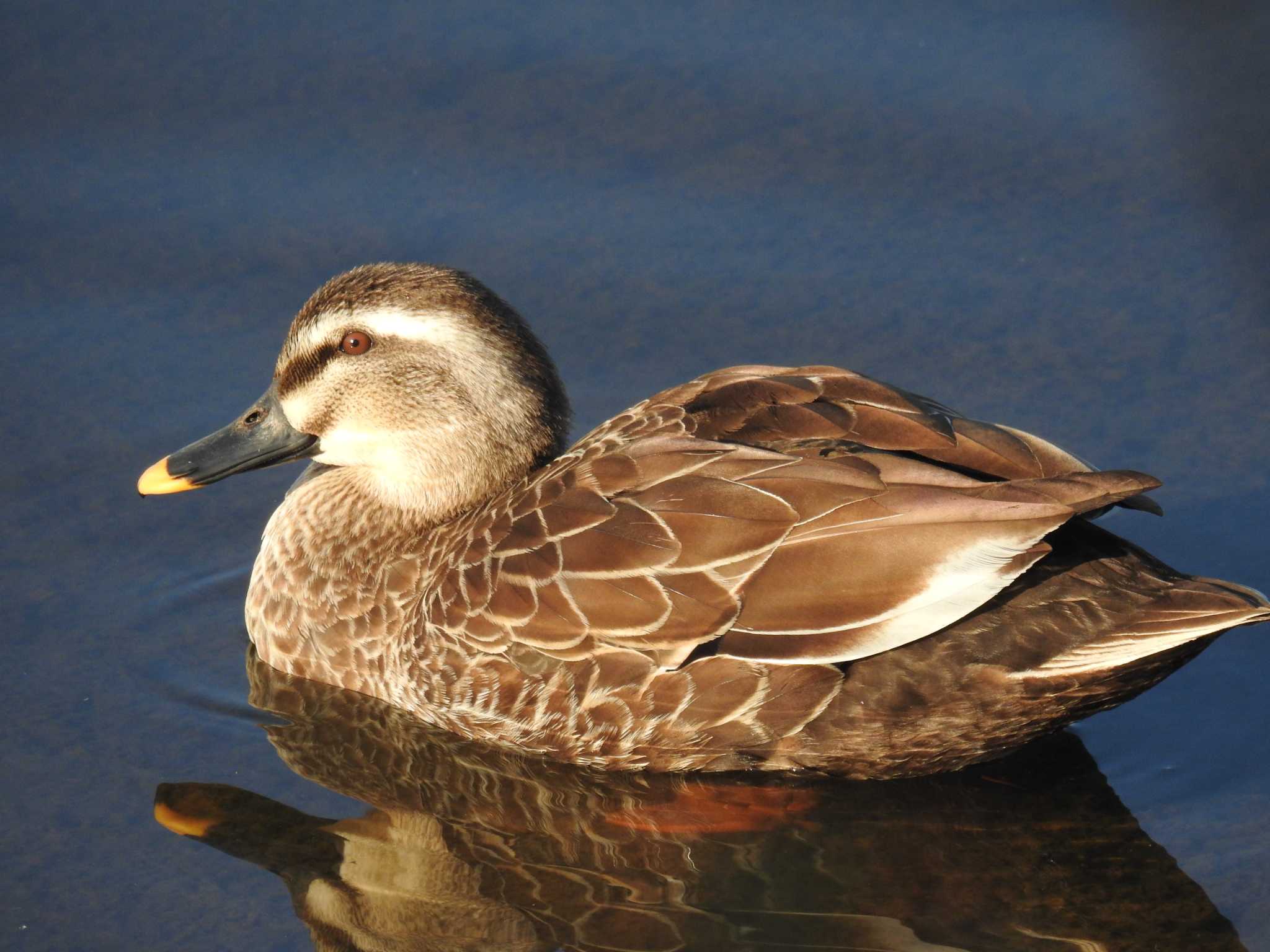 Eastern Spot-billed Duck