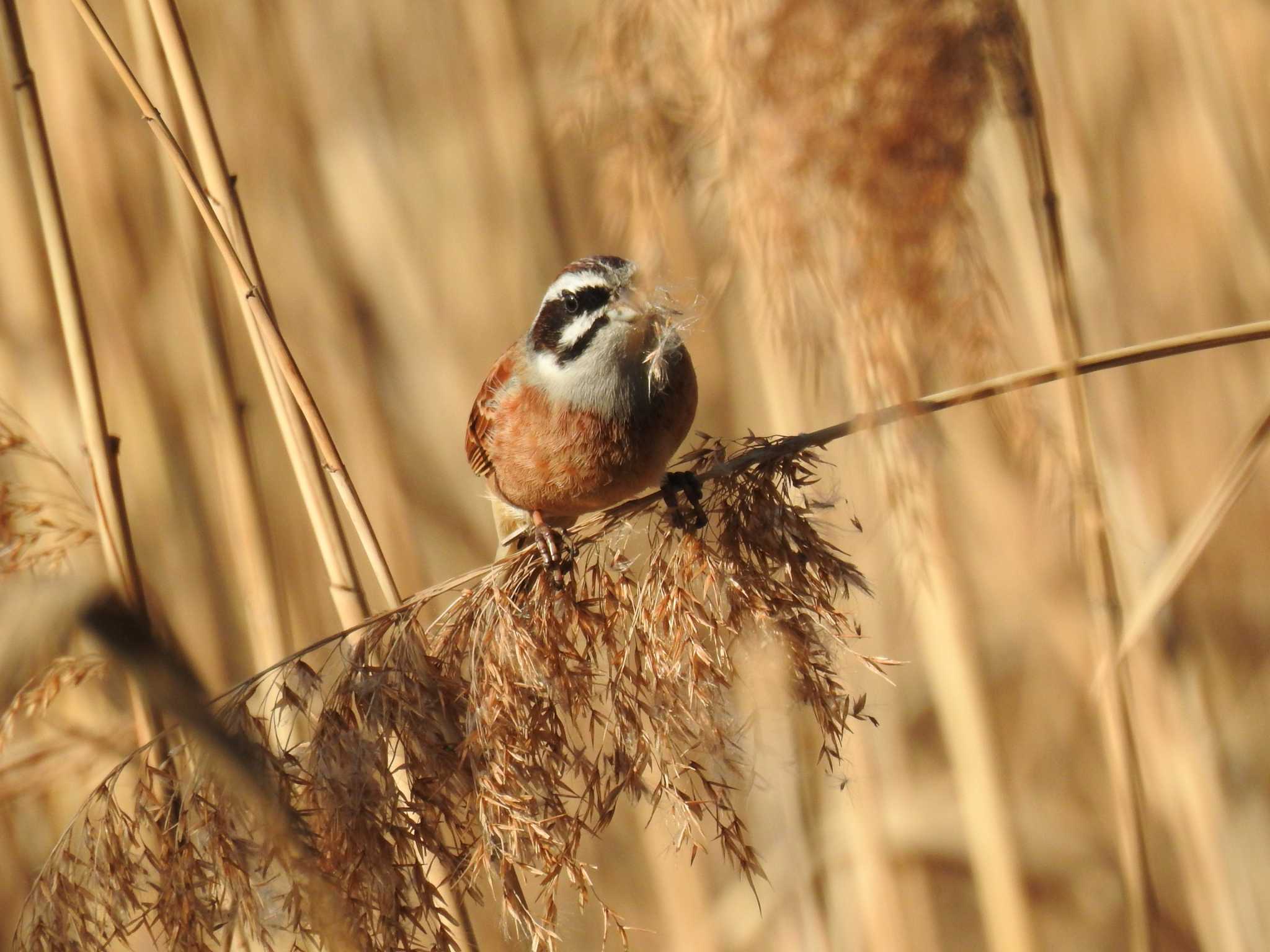 Meadow Bunting