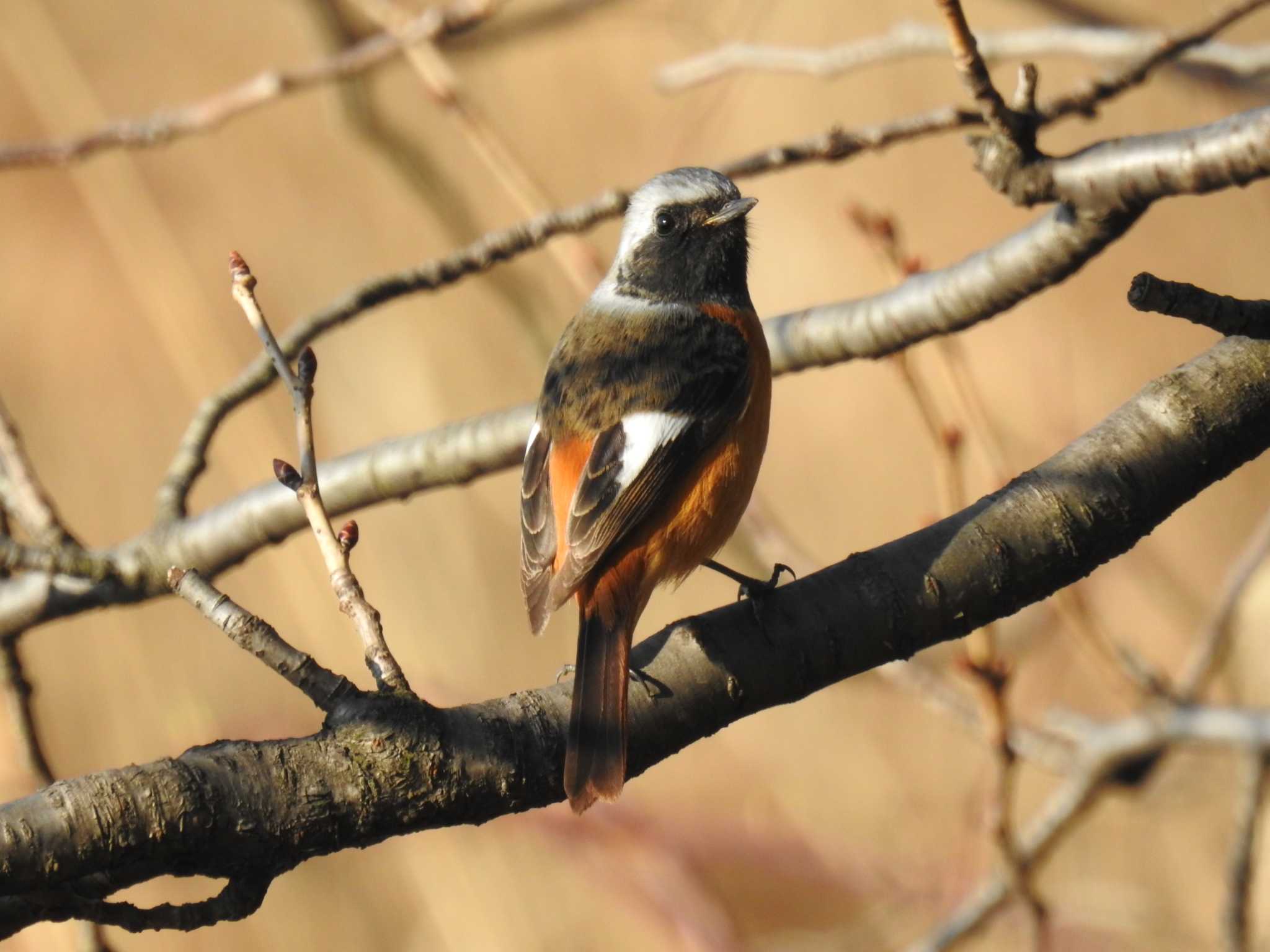 Daurian Redstart