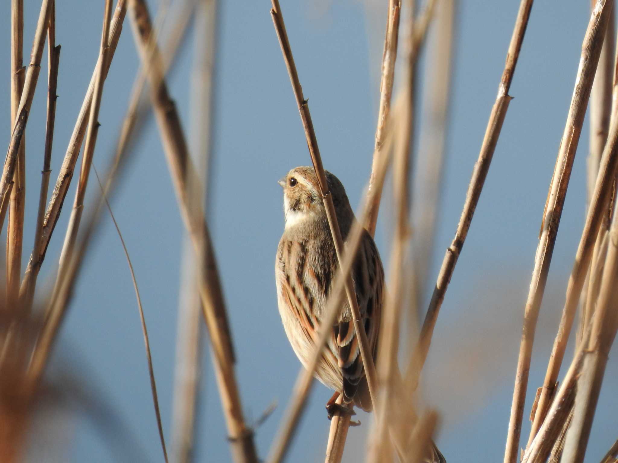 Common Reed Bunting