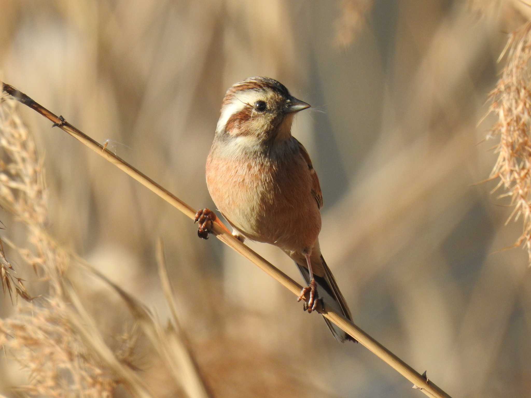 Meadow Bunting