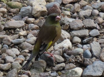 2021年2月7日(日) 山崎川中流域の野鳥観察記録