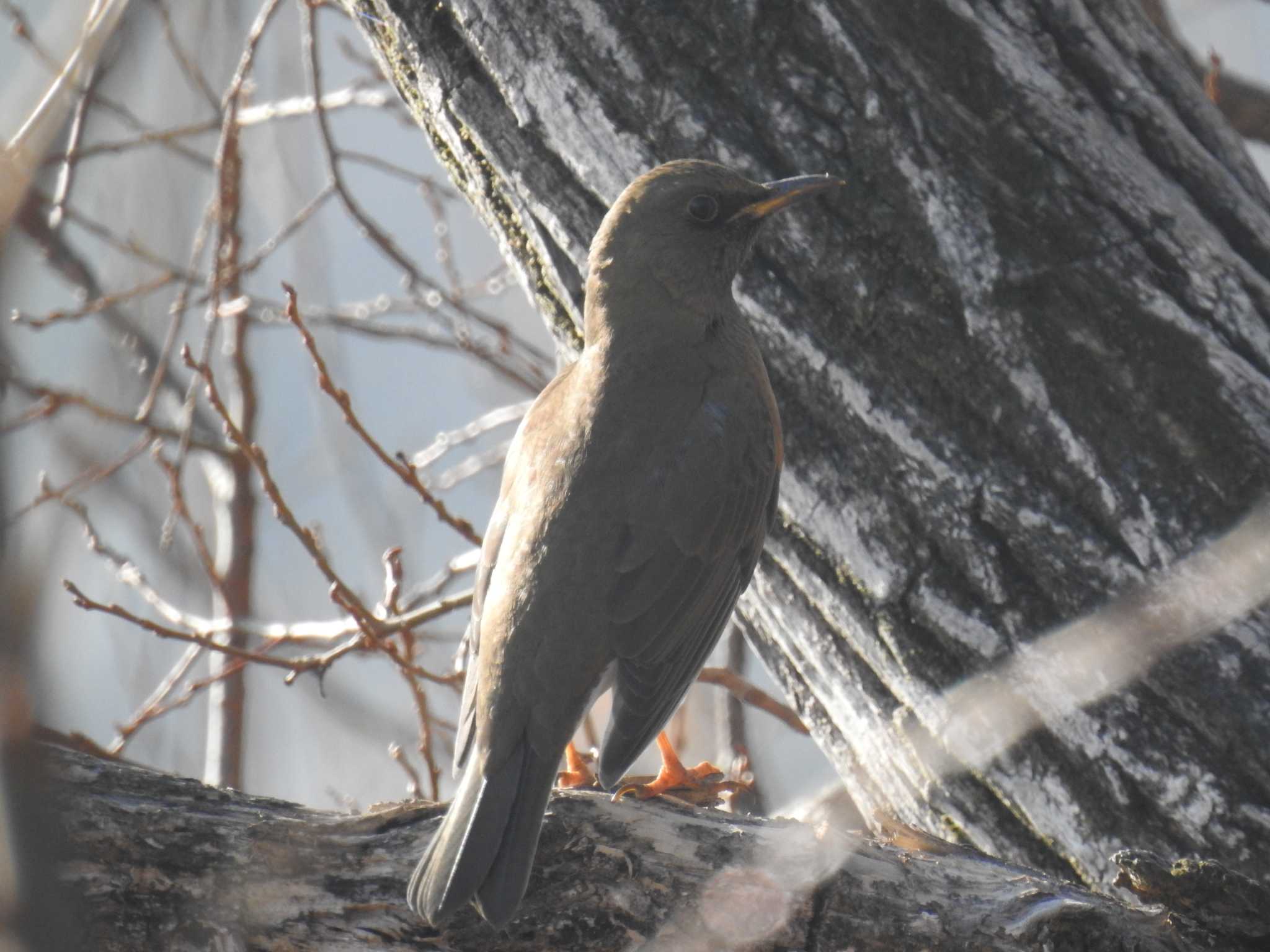 Brown-headed Thrush