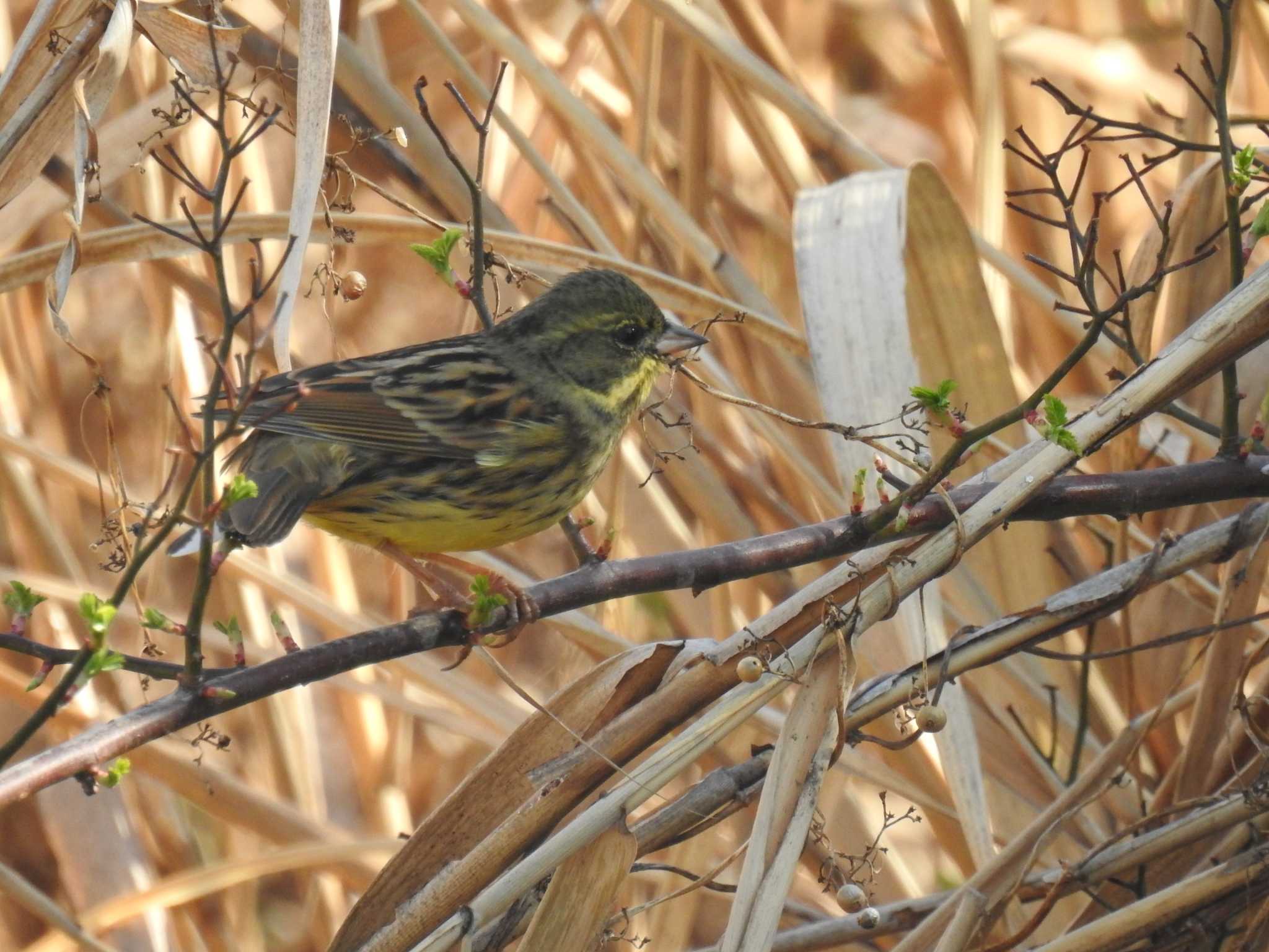 Masked Bunting