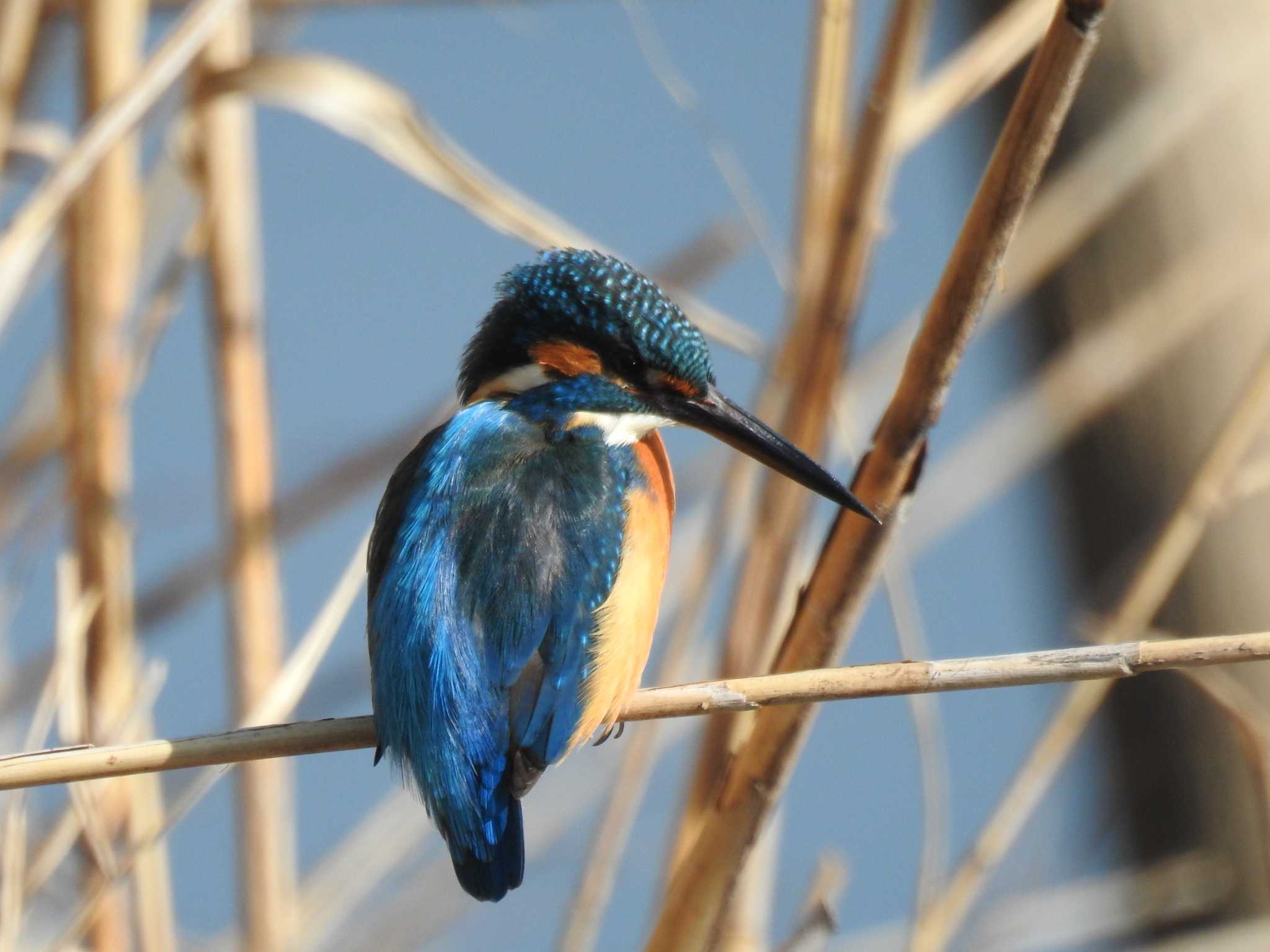 Common Kingfisher