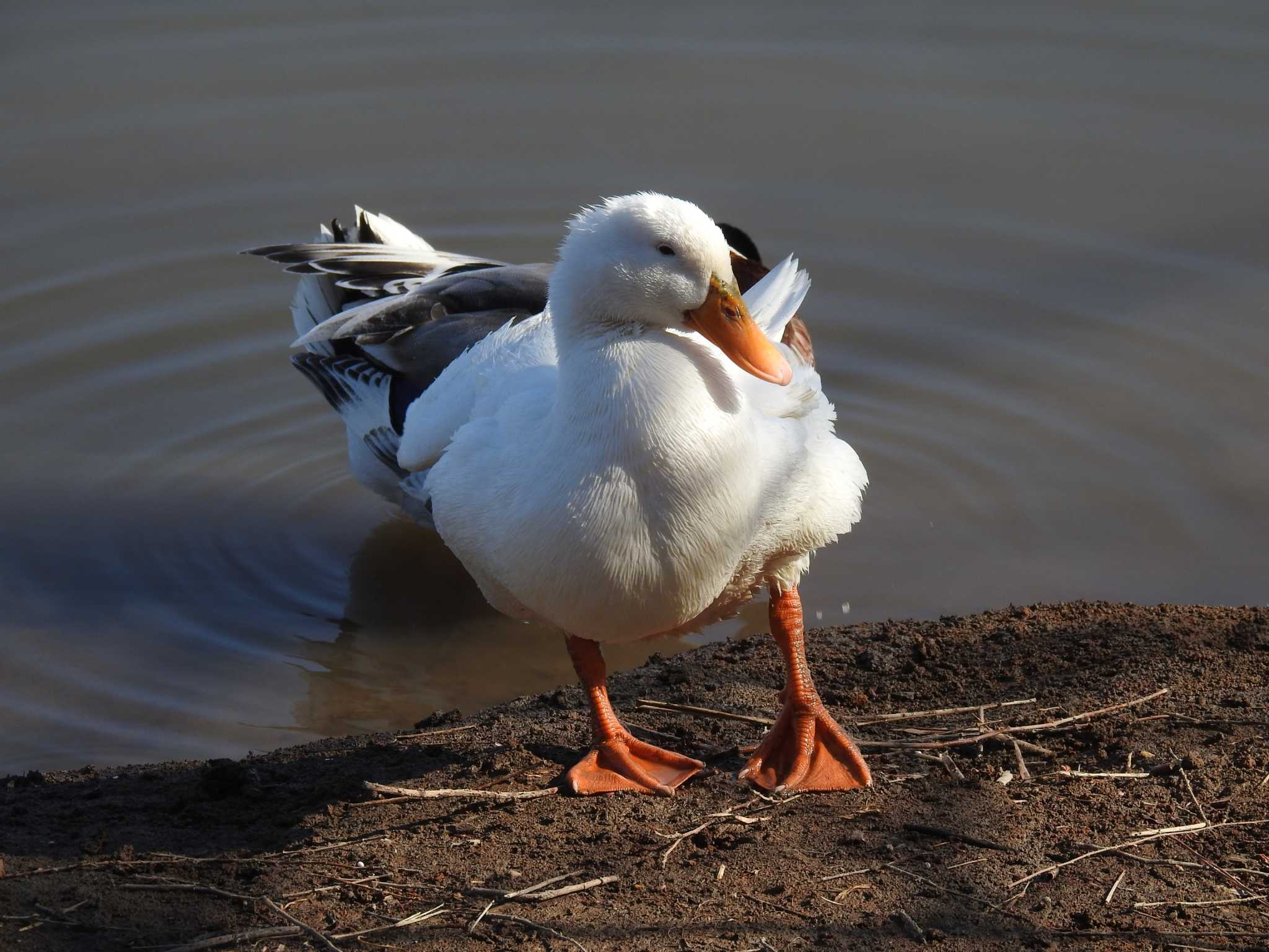 Domestic duck