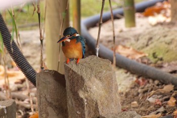 Common Kingfisher Unknown Spots Fri, 1/13/2017