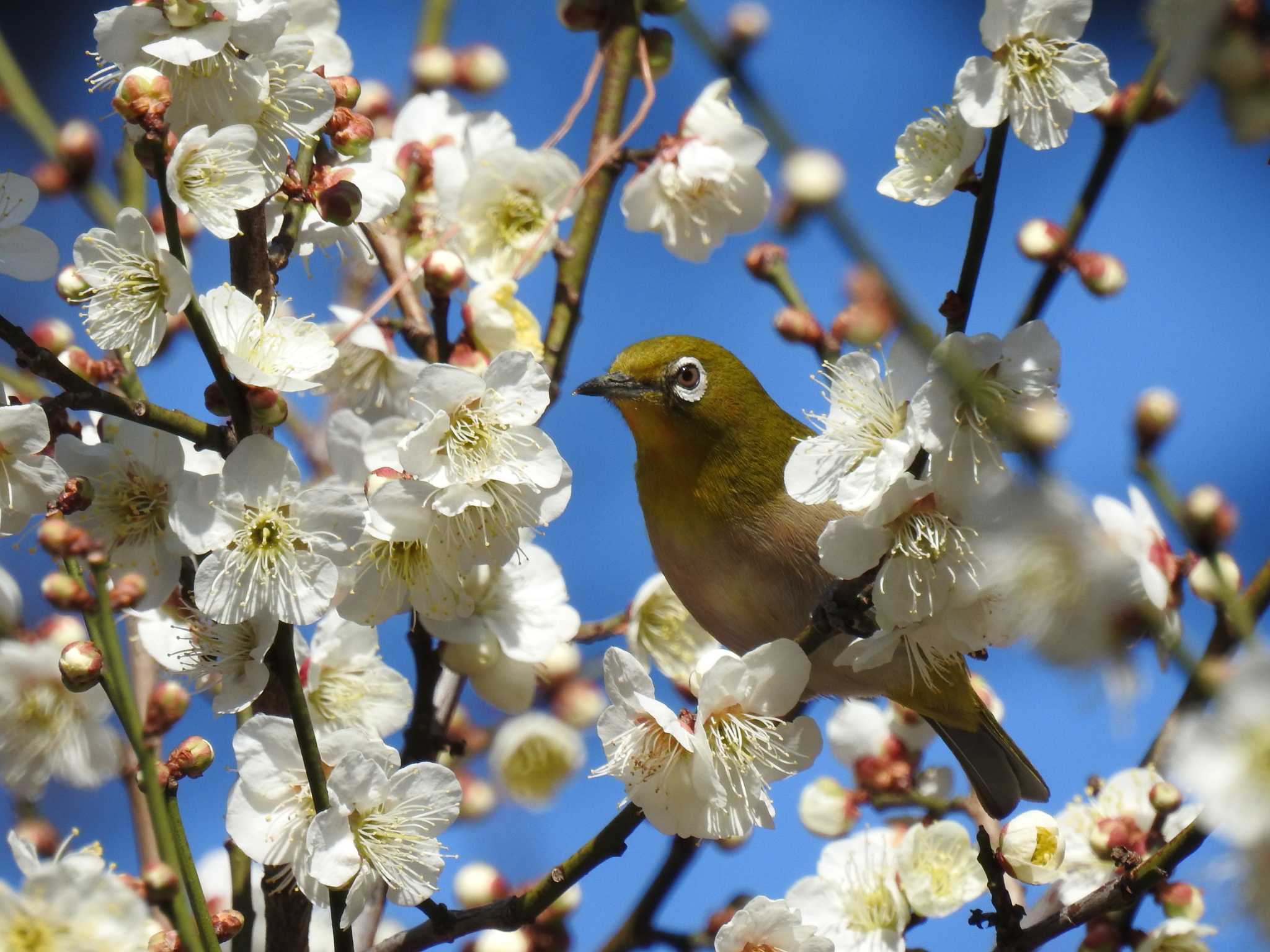 Warbling White-eye