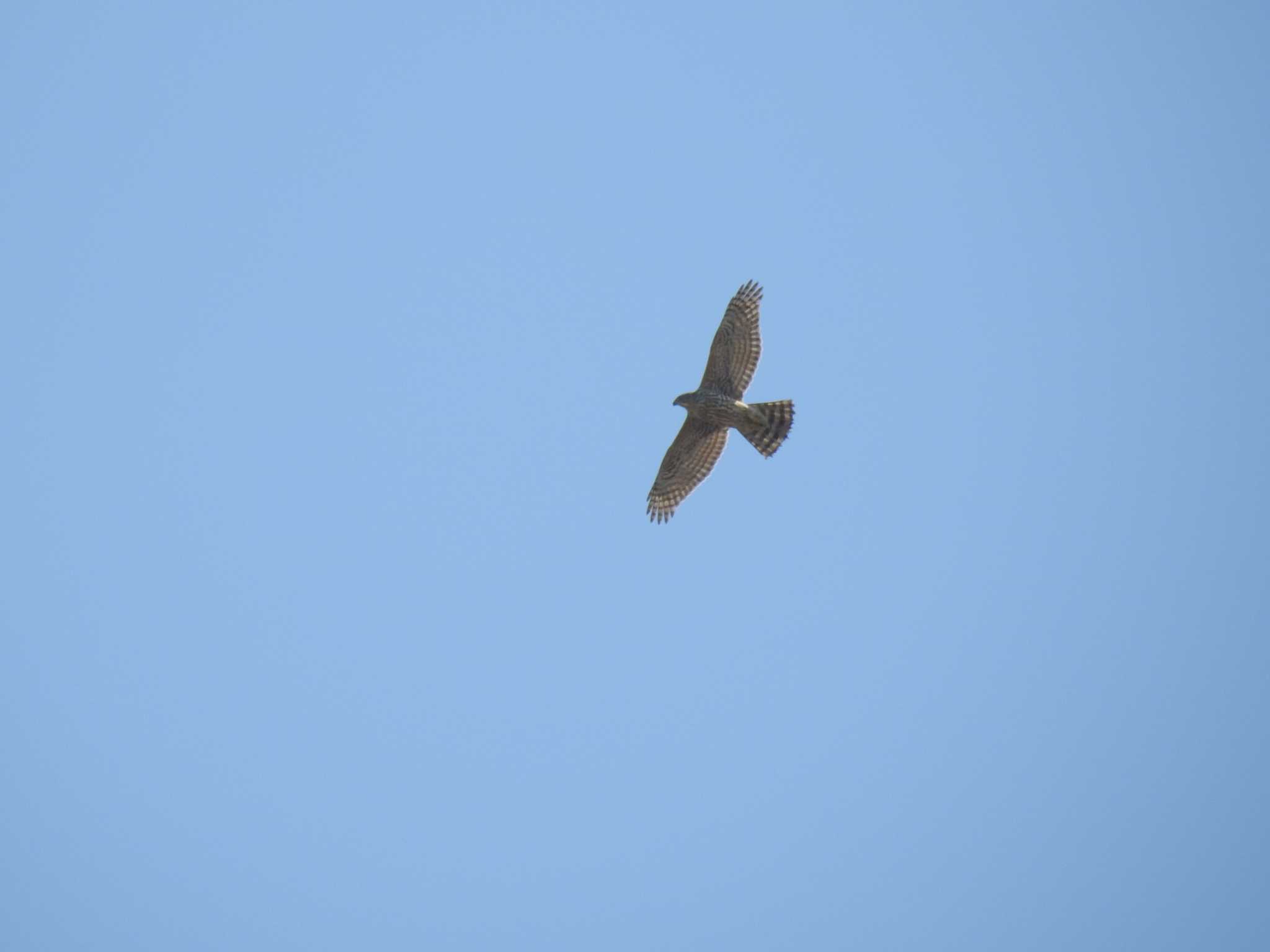 Eurasian Goshawk