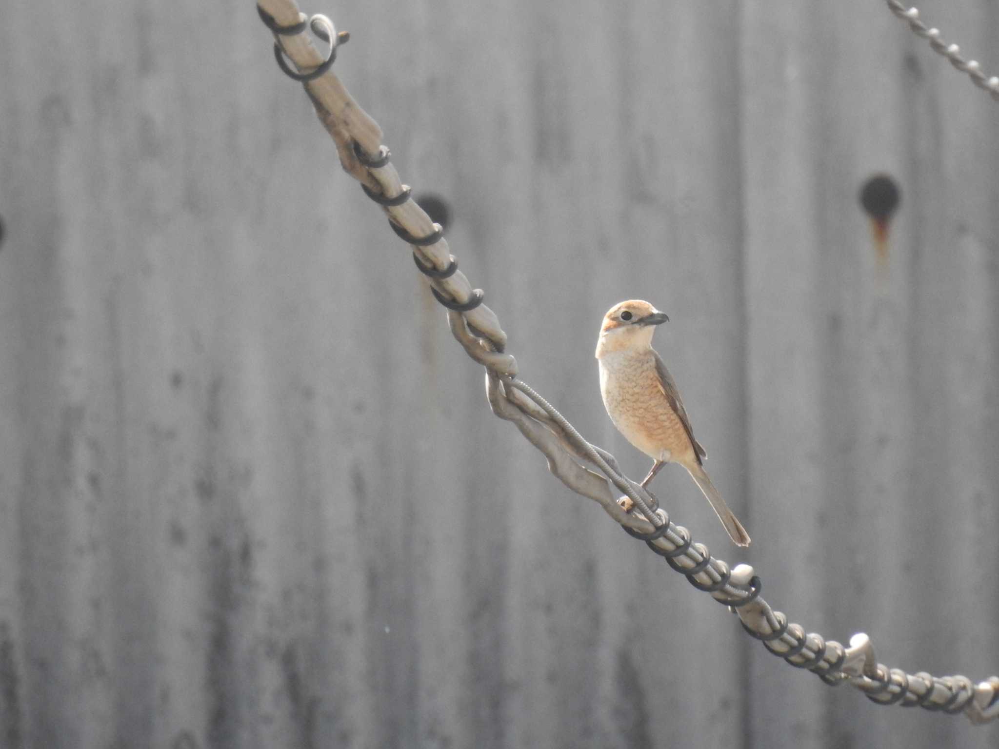 Bull-headed Shrike