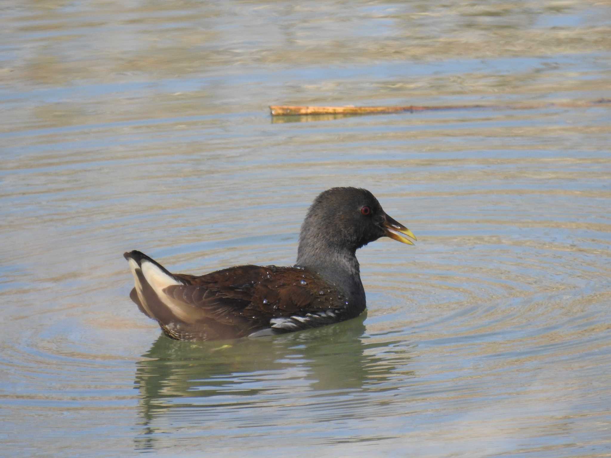 Common Moorhen