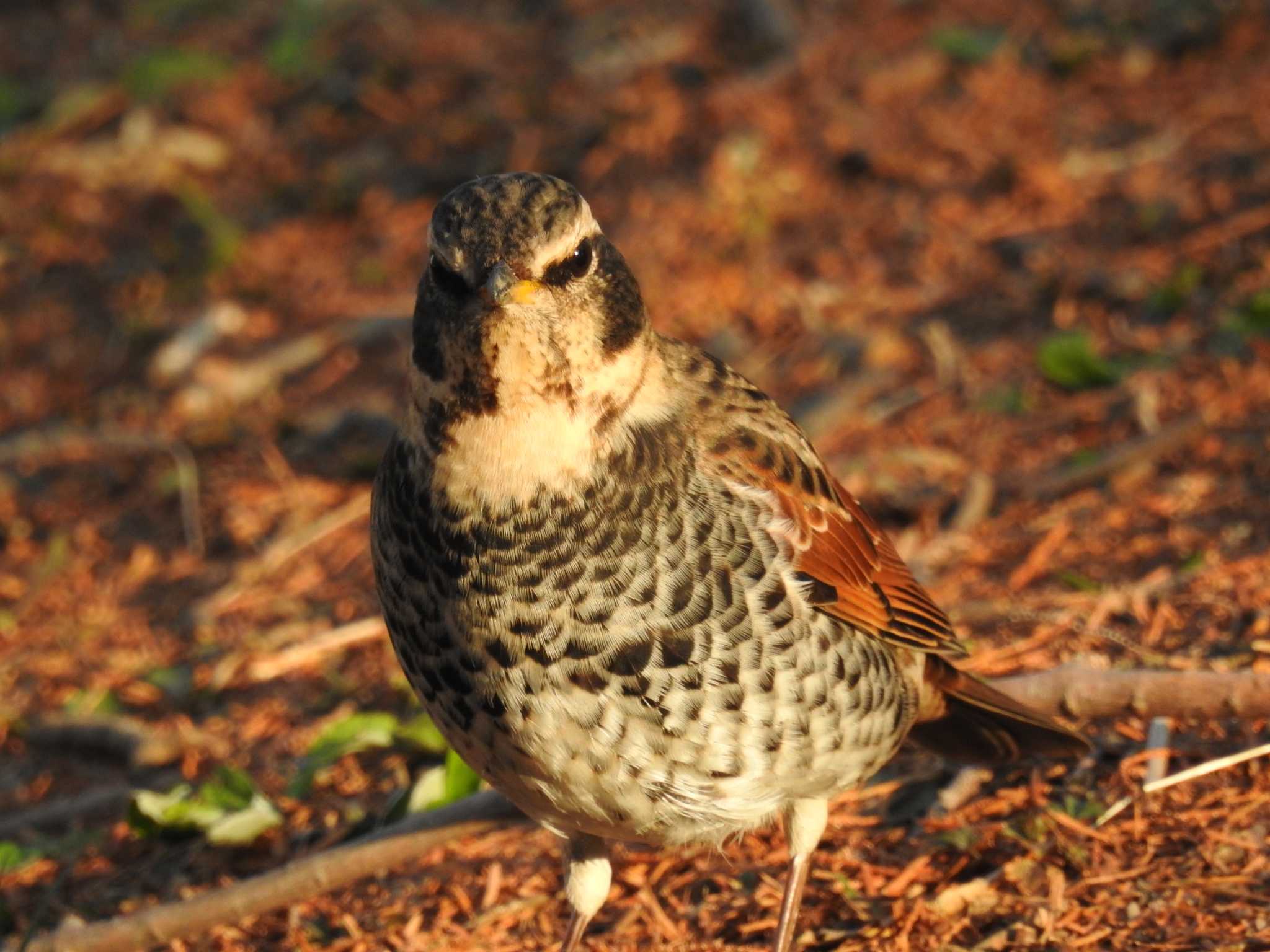 Dusky Thrush