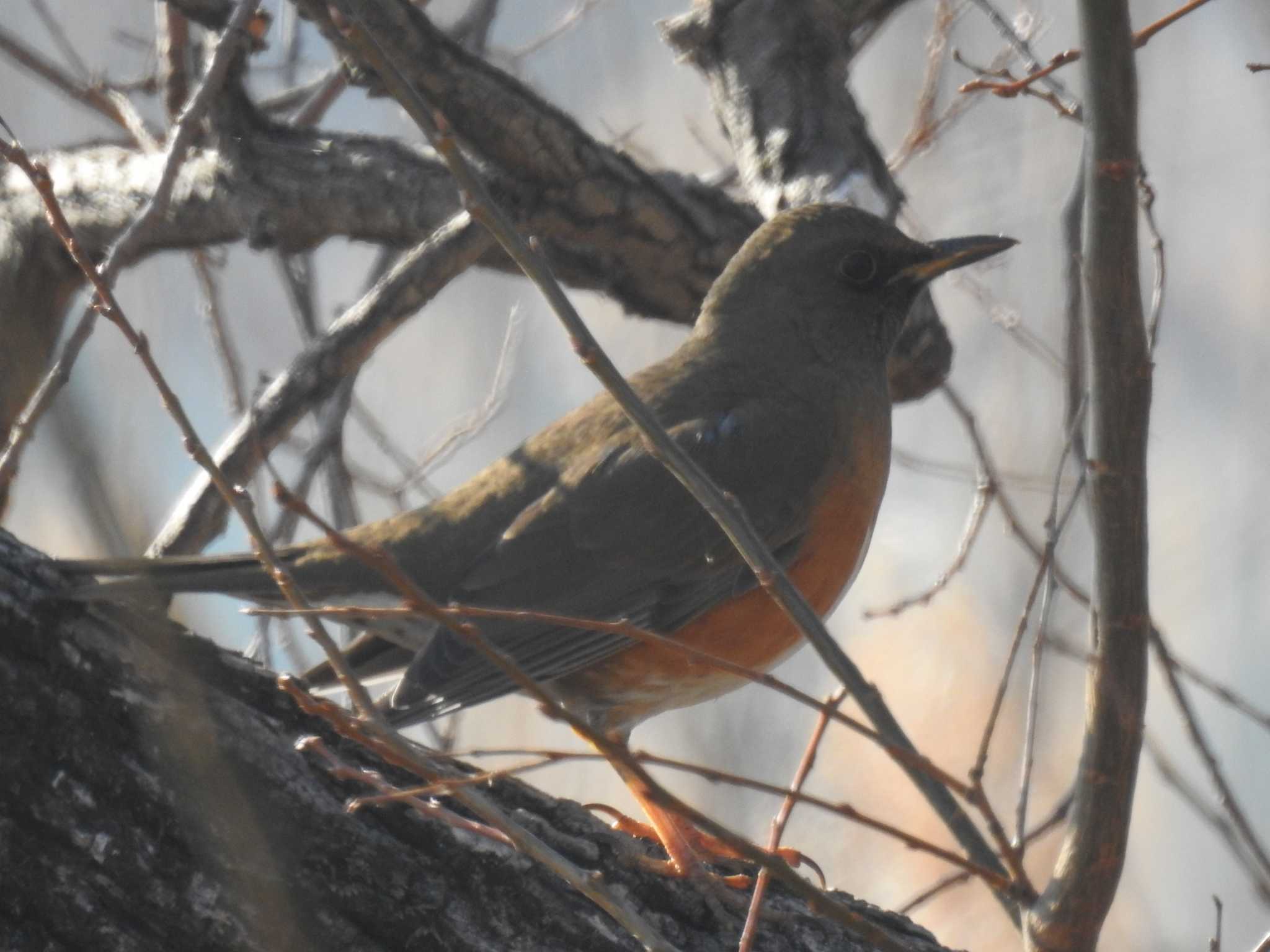 Brown-headed Thrush