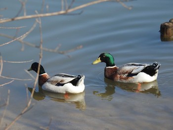 未同定 久喜菖蒲公園 2021年2月21日(日)