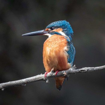 Common Kingfisher 鈴鹿青少年の森(三重県) Sun, 1/31/2021