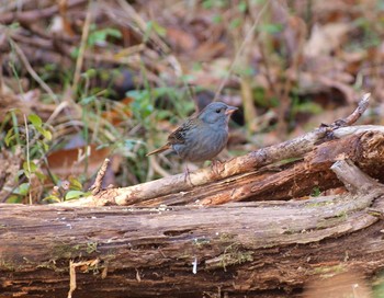 Grey Bunting Unknown Spots Fri, 1/13/2017