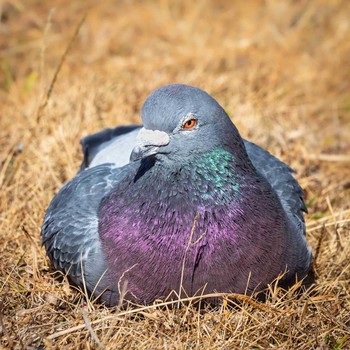 Rock Dove 鈴鹿市 Sun, 1/31/2021