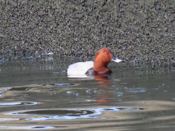 2021年1月2日(土) 職場近くの新堀川で野鳥観察の野鳥観察記録