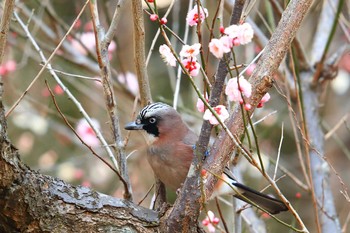 カケス 場所が不明 2021年2月21日(日)