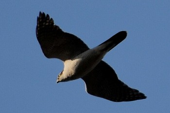 Eurasian Goshawk 自宅前 Thu, 2/11/2021