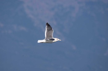 Vega Gull Unknown Spots Thu, 1/12/2017