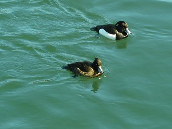 Tufted Duck 御殿場市 Fri, 2/19/2021