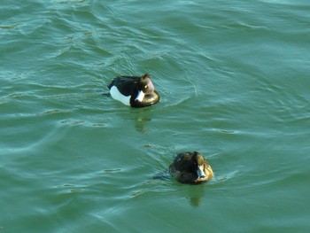 Tufted Duck 御殿場市 Fri, 2/19/2021