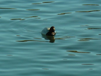 Greater Scaup 御殿場市 Fri, 2/19/2021