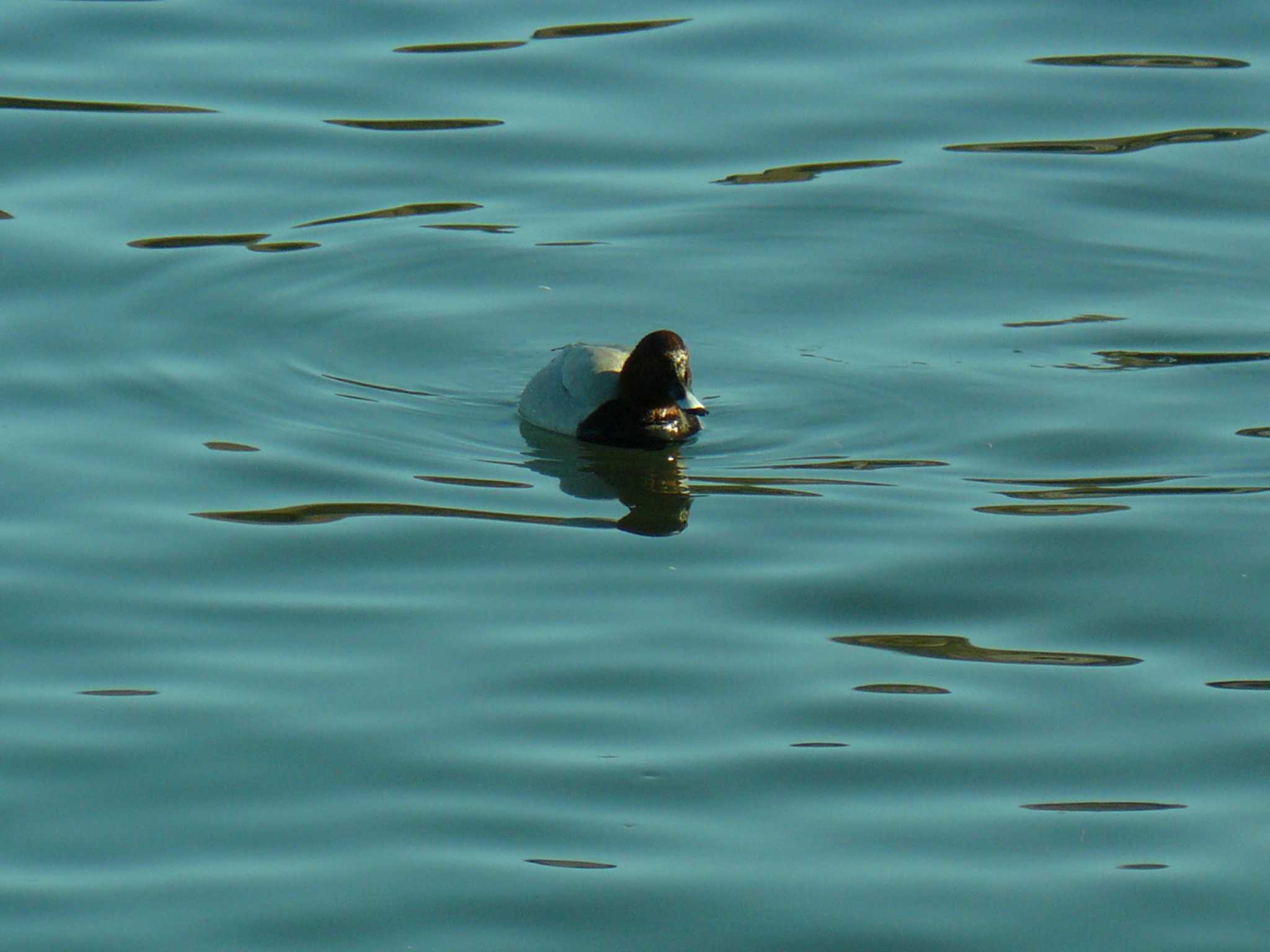 Photo of Greater Scaup at 御殿場市 by koshi