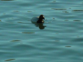 Greater Scaup 御殿場市 Fri, 2/19/2021