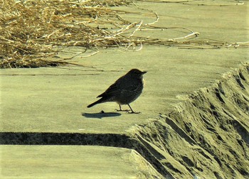 Blue Rock Thrush 足柄 Fri, 2/19/2021