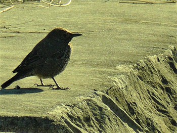 Blue Rock Thrush 足柄 Fri, 2/19/2021