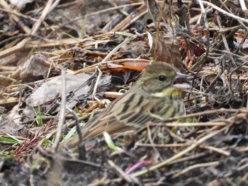 Masked Bunting 太白山自然観察の森 Sun, 2/21/2021