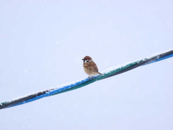 Eurasian Tree Sparrow 福岡県宮若市 Sat, 1/9/2021