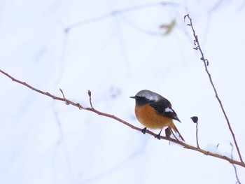 Daurian Redstart 福岡県宮若市 Sat, 1/9/2021