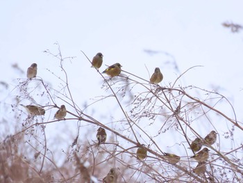 Grey-capped Greenfinch 福岡県宮若市 Sat, 1/9/2021