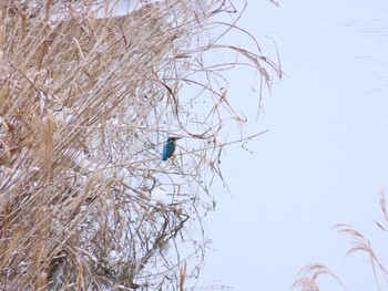 Common Kingfisher 福岡県宮若市 Sat, 1/9/2021